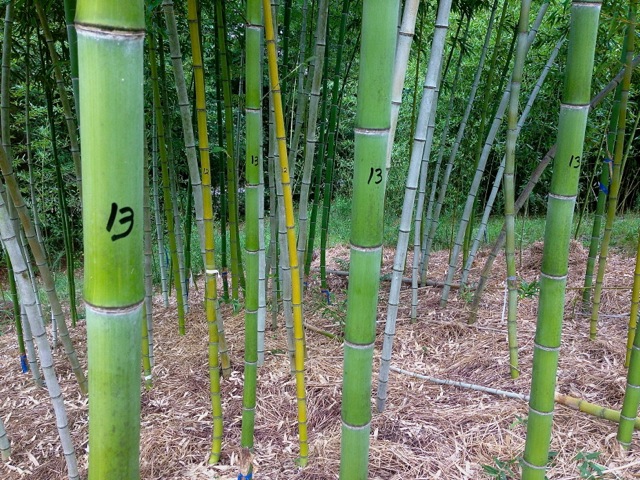 bamboo farming usa