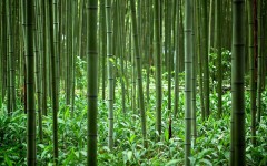 Inside-the-bamboo-forest-of-Kyoto-Japan