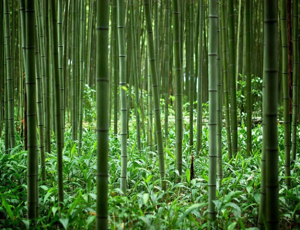 Inside-the-bamboo-forest-of-Kyoto-Japan