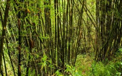 bamboo-forests1
