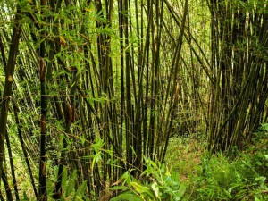 bamboo-forests1