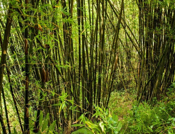 bamboo-forests1