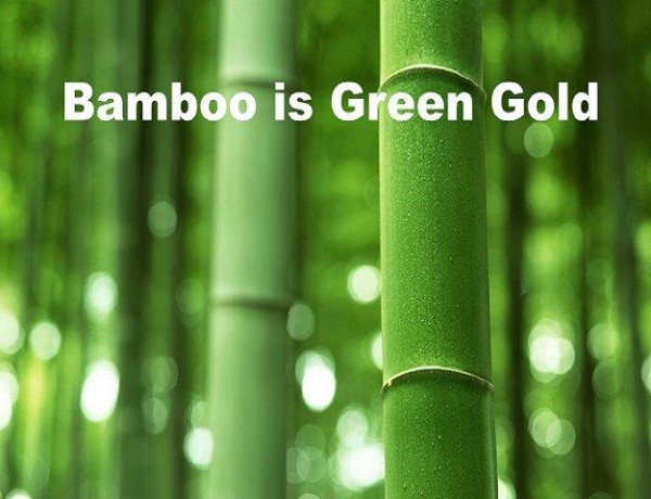 bamboo is green gold