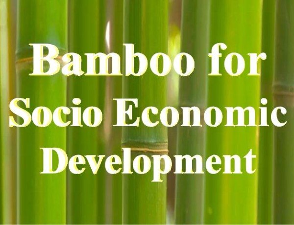 Bamboo for social economic development