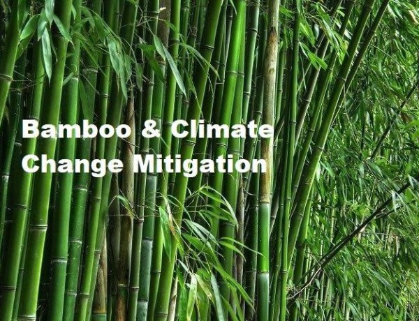 Bamboo Groove 1