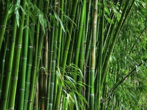 Bamboo Groove