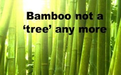 bamboo not a tree
