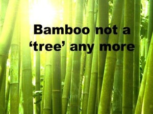 bamboo not a tree